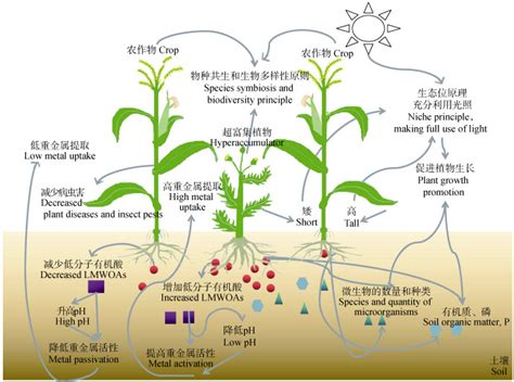 重金属污染土壤间作修复的研究进展 中科院遗传与发育生物学研究所 Free考研考试