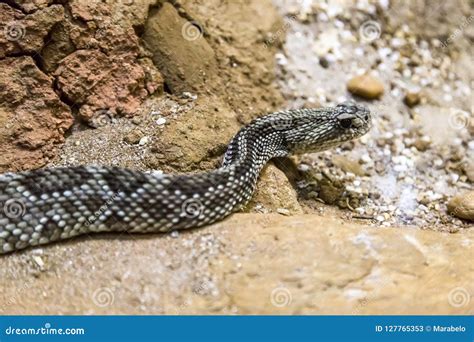 Cascavel Durissus Do Crotalus Venenoso Perigos Imagem De Stock