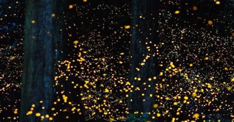 Bohol Abatan Or Loay Firefly Watching Private Tour With Dinner