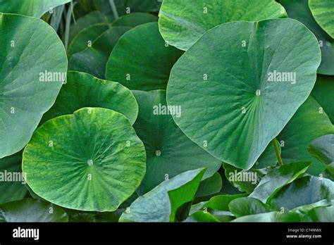 Las hojas verdes del Loto Nelumbo nucifera Fotografía de stock Alamy