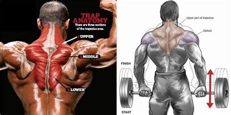 Traps Workout & Training Plan To Build Towering Traps - GymGuider.com ...