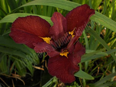 Red Velvet Elvis - Red Louisiana Iris