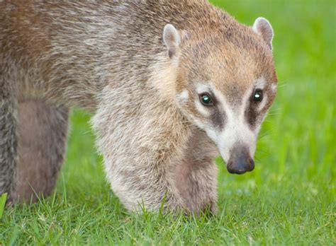 Coatis - Mammals - Animal Encyclopedia