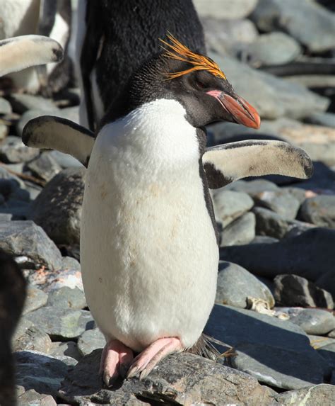 What do Macaroni Penguins Eat? - Penguins Blog