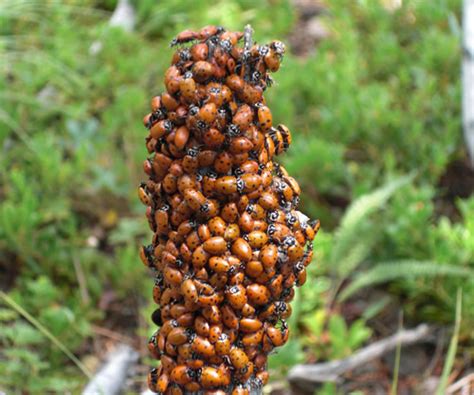 Ladybug Infestation