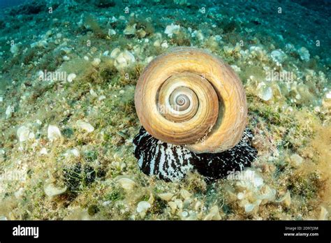 Marine Gastropod Mollusk High Resolution Stock Photography And Images