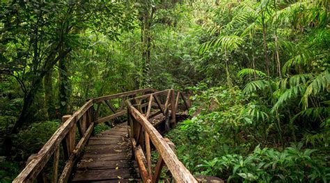 Canopy Y Senderismo En Volcán Mombacho Discover Tours And Travel