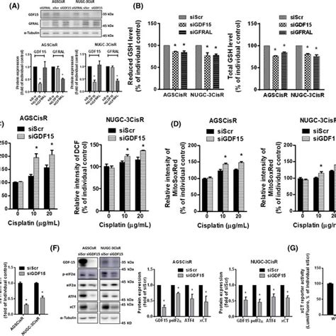 Growth Differentiation Factor 15 Gdf15 Expression Is Elevated In Download Scientific Diagram