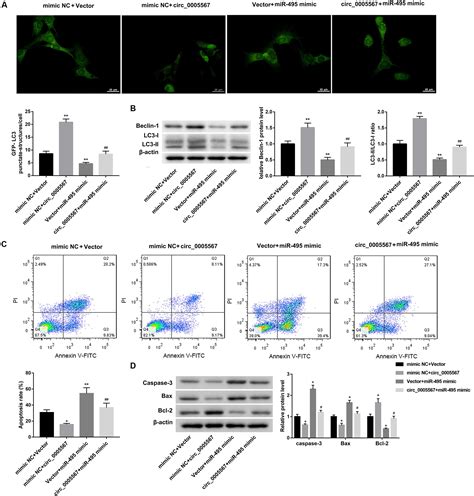 Frontiers Hsa circ 0005567 Activates Autophagy and Suppresses IL 1β