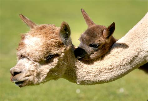 Baby alpaca settling into life at safari park | indy100