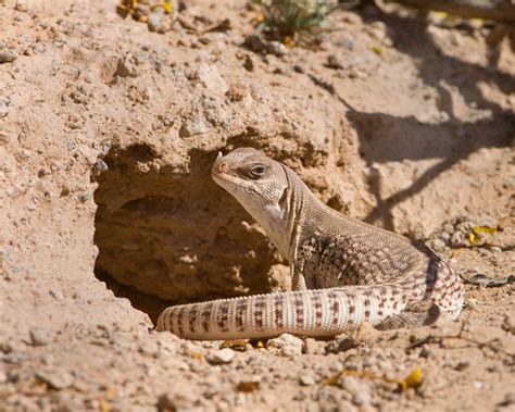 Desert Iguana Facts And Pictures