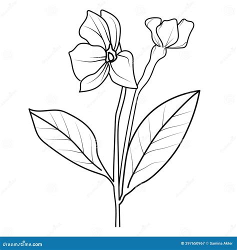 Periwinkle Drawing Flower Cluster Drawing Cute Flower Coloring Pages