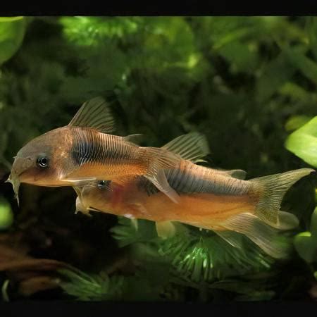 Bronze Corydoras Aeneus Cm Catfish Sims Tropical Fish Tropical