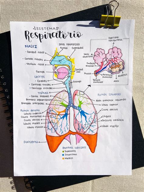 Sistema Respiratorio En Sistema Respiratorio Dibujo Sistema Porn