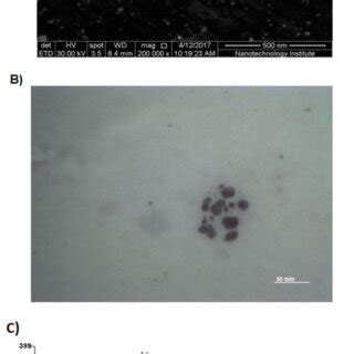 (A) Scanning electron microscope (SEM) micrographs showing individual ...