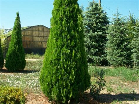 Thuja Orientalis Pyramidalis Aurea Tuia Piramidale