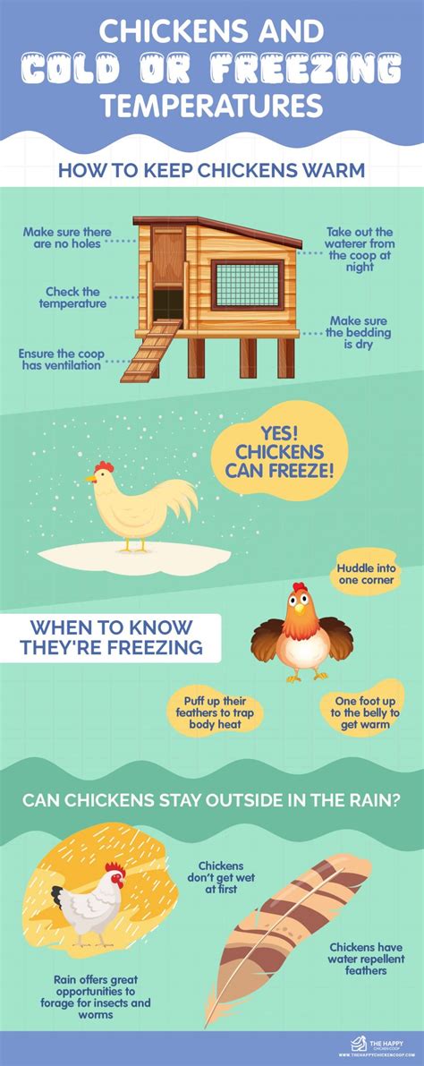 How Cold Can Outdoor Chickens Tolerate At Carissa Thompson Blog