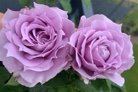 Purple Roses Meaning: A Comprehensive Guide - SONG OF ROSES