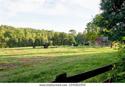 Virginia Field Stock Photo 1345822394 Shutterstock