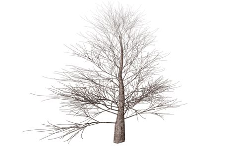 Winter Tree Transparent Png Stickpng