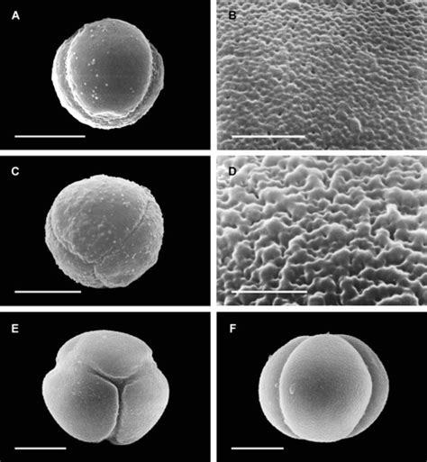 Characteristic Features Of 3 Syncolpate Pollen Grains Scale Bar 10 μm Download Scientific