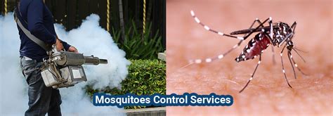 Pest Pest Control Pest Control Services Noida Pest Control Pest