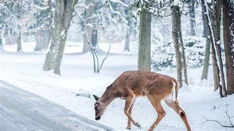 Snow Deer Wallpapers Top Free Snow Deer Backgrounds Wallpaperaccess