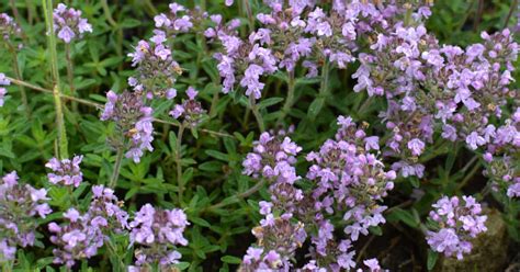 How To Successfully Grow A Creeping Thyme Plant