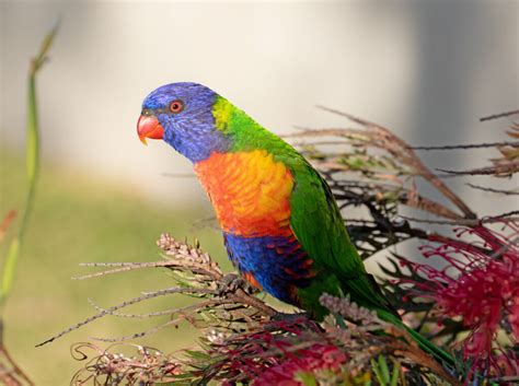 Colorful Birds of Australia | Great Bird Pics