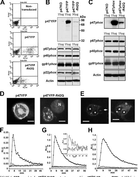 P47phox Phox Homology Domain Regulates Plasma Membrane But Not