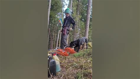 Timber Fallers Review Of The Weaver Logging Belt Wedge Belt Harness