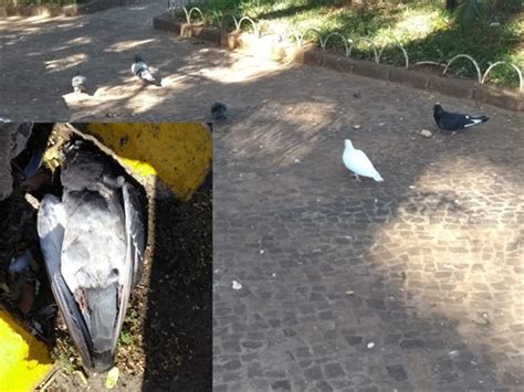 Pombos são encontrados mortos no centro de Votuporanga e suspeita é de