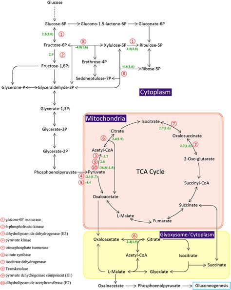 Glycolysis Cycle