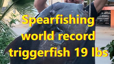 Spearfishing World Record Triggerfish Pounds Shot It Right In