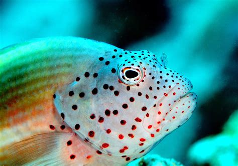 Is This the Prettiest Hawkfish?