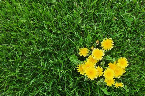 Lawn Weeds: How to Identify the Most Common Types - This Old House