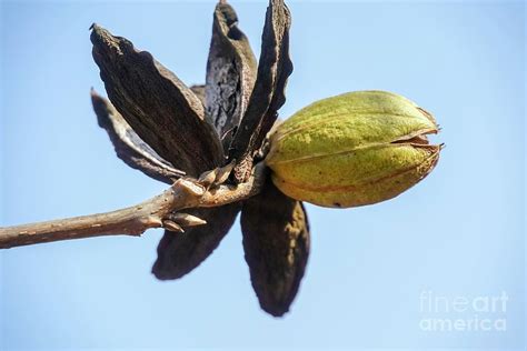 Pecan Nut On A Pecan Tree Photograph by Photostock-israel/science Photo ...