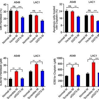 Increased GGT5 In CAFs Promotes The Drug Resistance Of LUAD Cells A