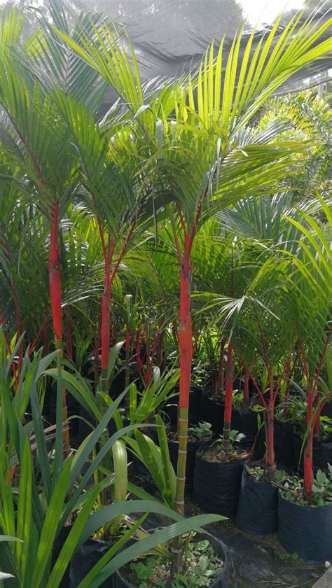 Palma Roja Tipos De Palmas Plantas Jardin Plantas Ornamentales