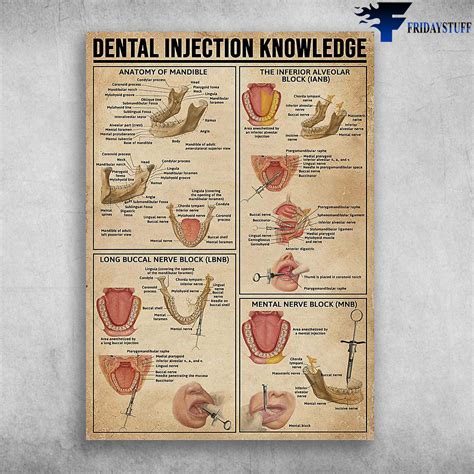 Dental Injection Knowledge - Anatomy Of Mandible, The Inferior Alveolar