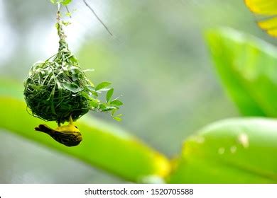 Weaver Bird Weaver Finches Building Nest Stock Photo 1520705588 ...