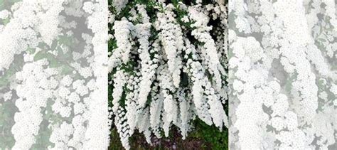 Спирея ниппонская Сноумаунд купить в Домодедово | Товары для дома и ...