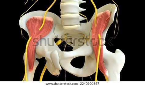 Iliacus Muscle Anatomy Medical Concept 3d Stock Illustration 2240900897 ...