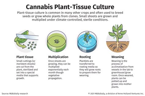 Tissue Culture Advantages For Cannabis Growers Plant Cell Technology