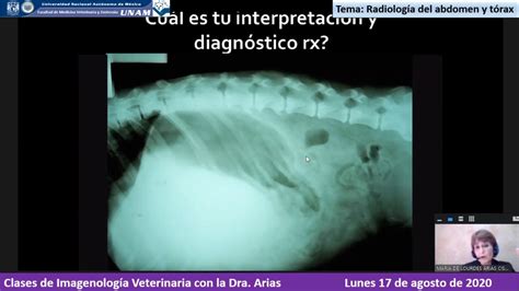 Fmvz Unam Imagenolog A Veterinaria Lunes De Agosto Del Abdomen