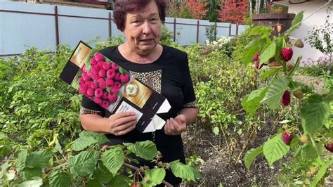 ГИГАНТ МАЛИНА!!! МОСКОВСКИЙ ГИГАНТ. АГРОФИРМА ПОИСК - YouTube