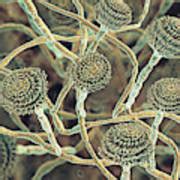 Aspergillus Fumigatus Fungus Photograph By Kateryna Kon Science Photo