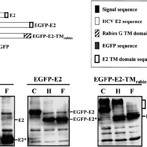Expression and subcellular localization of EGFP-tagged HCV proteins ... 