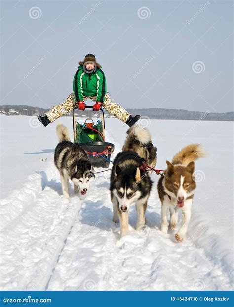 Dog sledding stock photo. Image of sled, breed, sleddog - 16424710