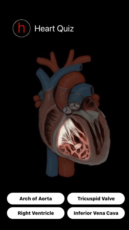 Human Heart Anatomy Quiz by Ryan Bittorf